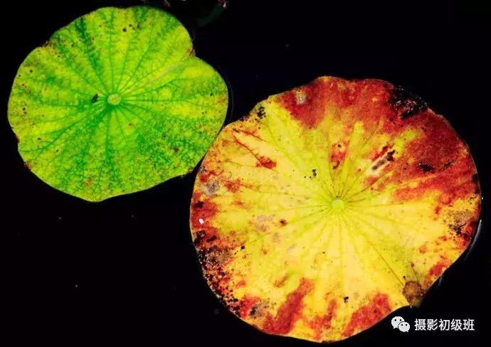 摄影构图技巧和细节入门,摄影基础知识入门构图书籍推荐