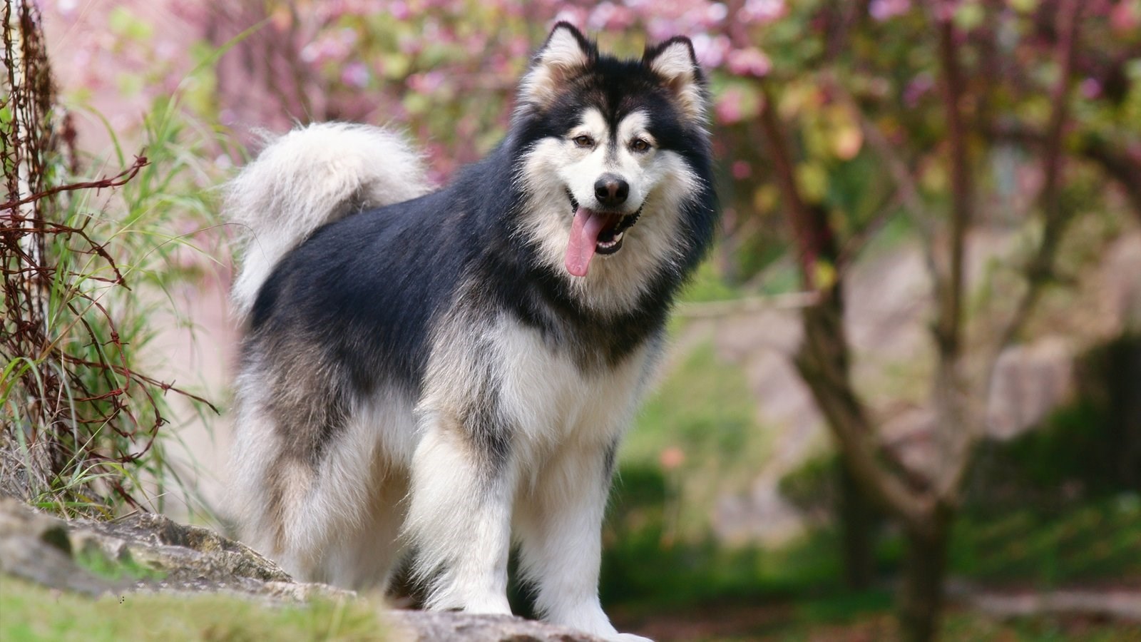 阿拉斯加雪橇犬的品种标准,阿拉斯加犬雪橇犬的品种简介