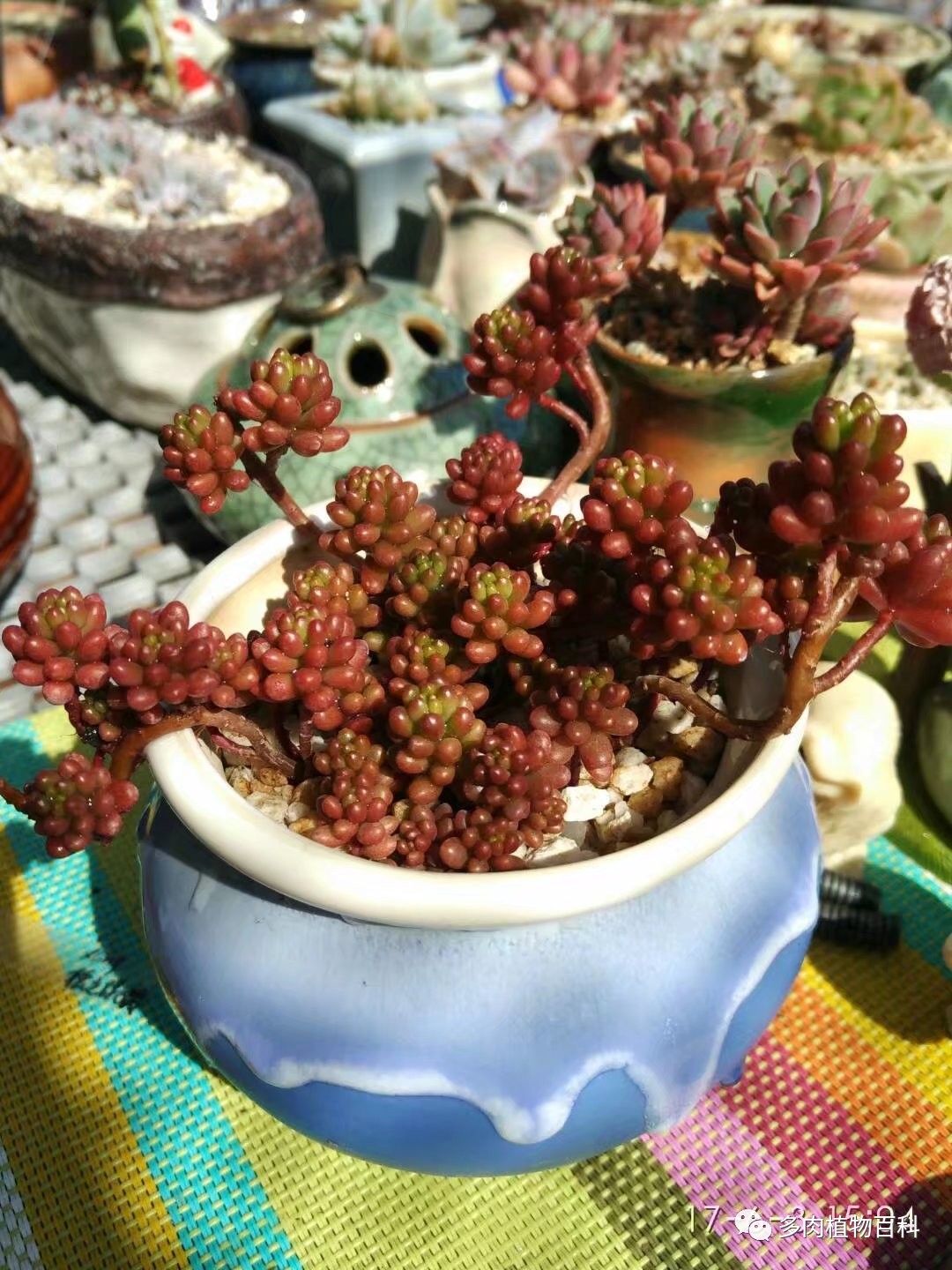 多肉的种植笔记,多肉知识大总结