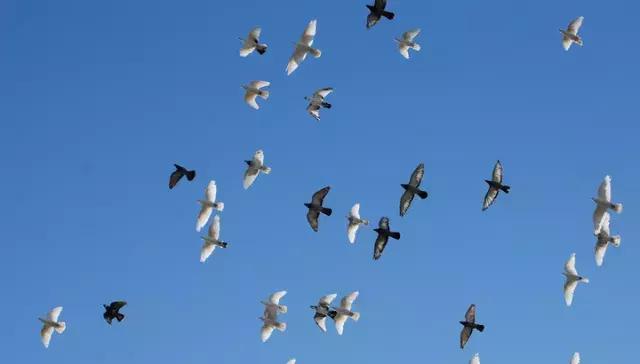 川南大草原有什么玩的,川南大草原什么时候好玩