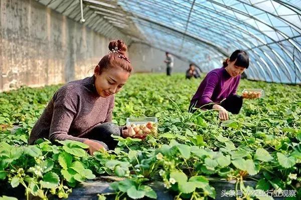 全国农业发展十大机遇,中国农业十大进展