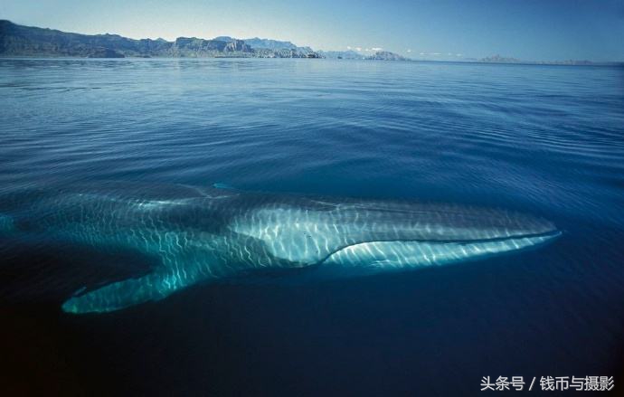 汤加的珍惜鲸鱼银币