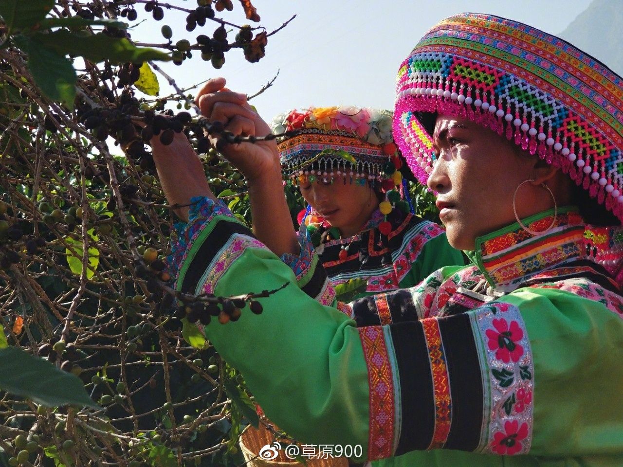 保山小粒咖啡市场分析,云南保山小粒咖啡