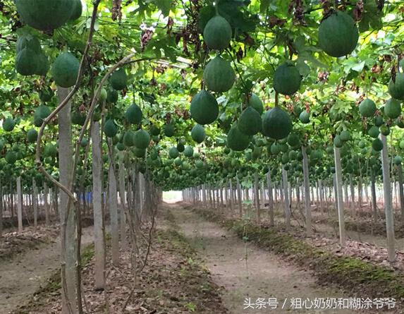 2018农村创业项目参考：种植瓜蒌，一年种植多年受益，赚钱轻松！