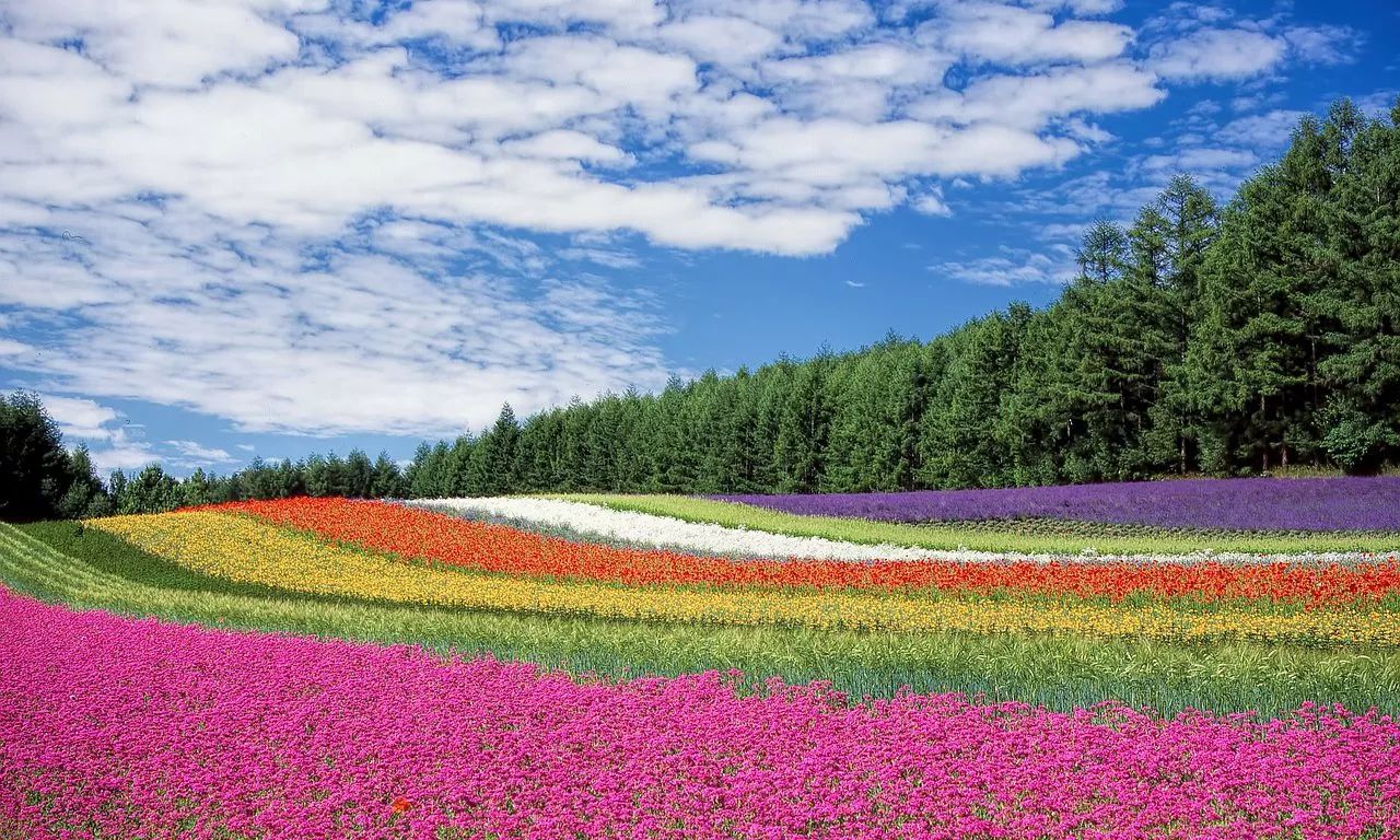 一年卖十亿的糕点,一年卖出3亿张饼的视频