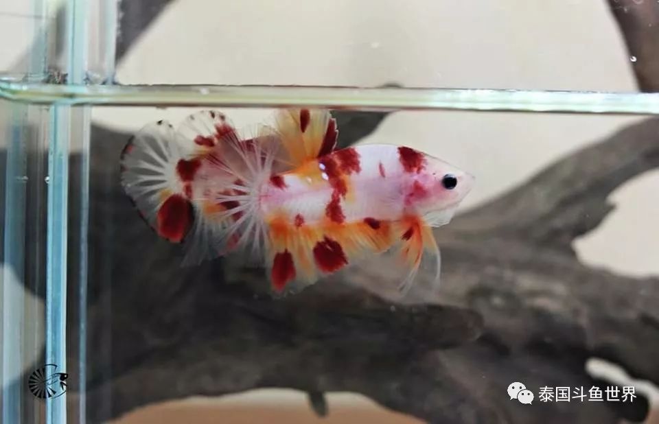 泰国斗鱼拍卖最新视频,泰国斗鱼拍卖直播现场