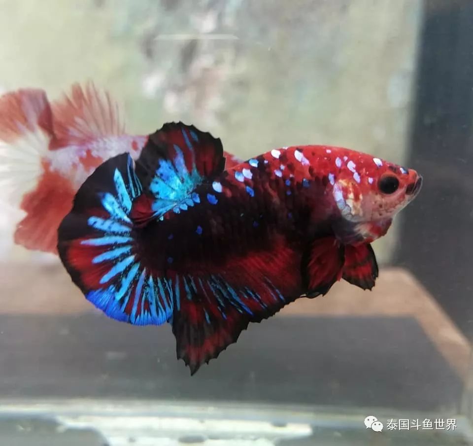 泰国斗鱼拍卖最新视频,泰国斗鱼拍卖直播现场