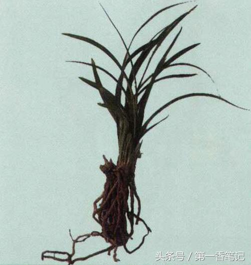 兰草镰刀菌,养兰病虫害防治技巧