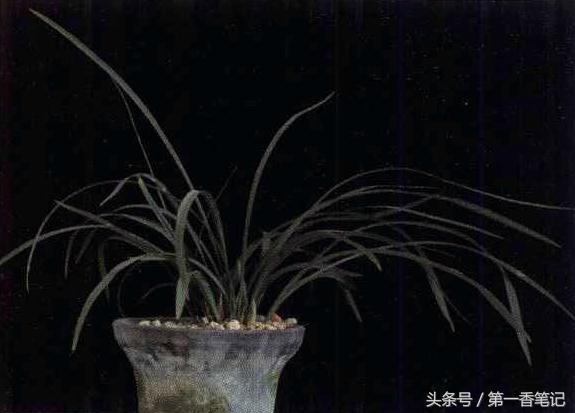 兰草镰刀菌,养兰病虫害防治技巧