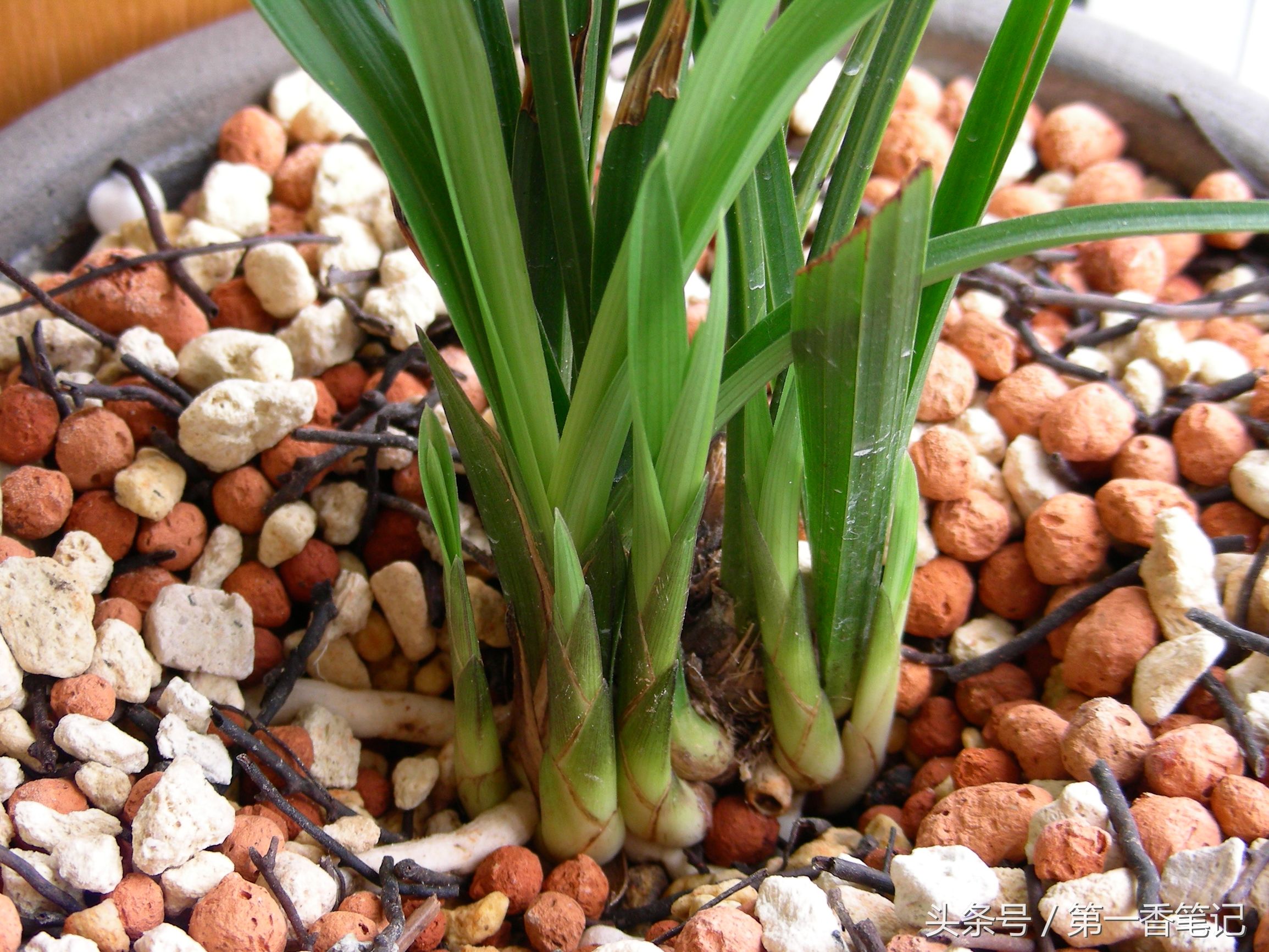 兰草镰刀菌,养兰病虫害防治技巧