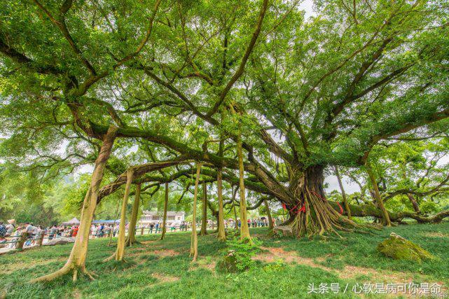 阳朔世外桃源真的美,阳朔美得那么平静