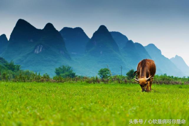 阳朔世外桃源真的美,阳朔美得那么平静