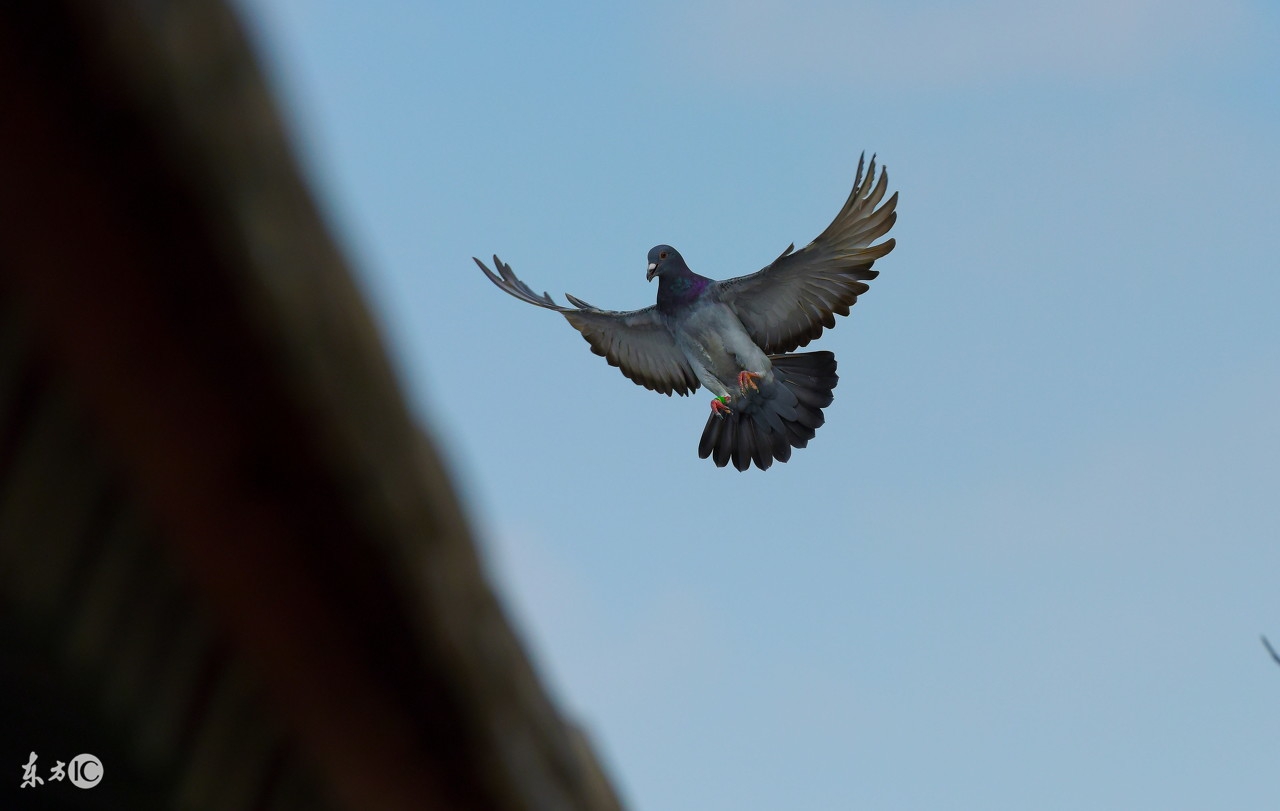 信鸽回巢的正确方法,信鸽比赛归巢后怎么管理