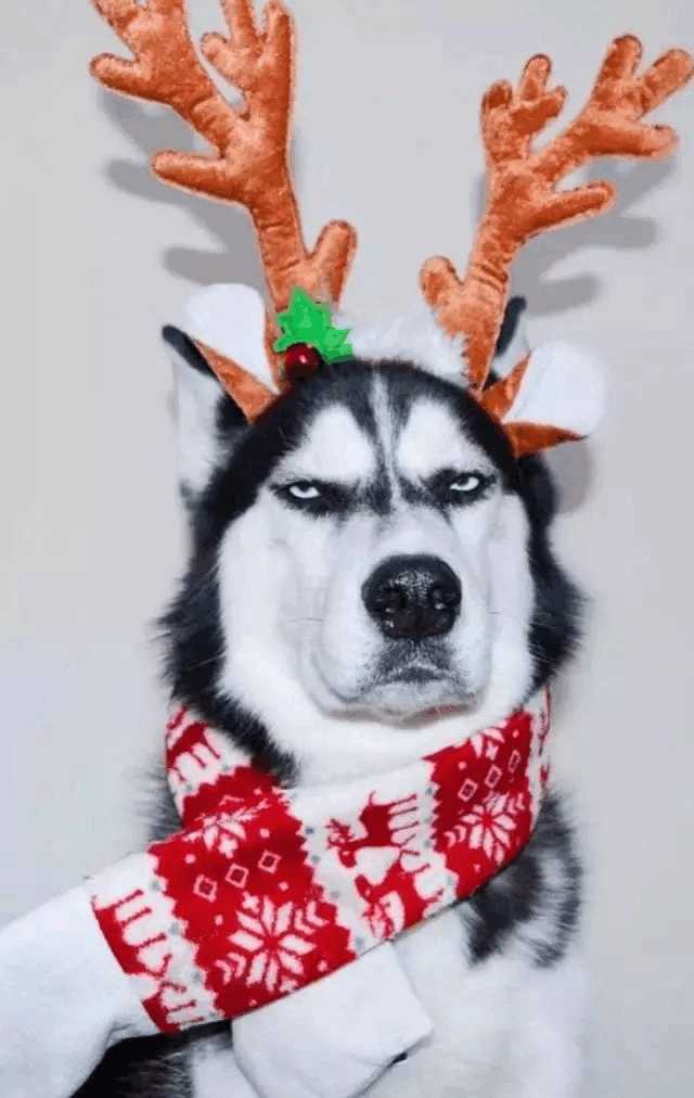 哈士奇千千万，目前网上的“网红”哈士奇是哪条呢？