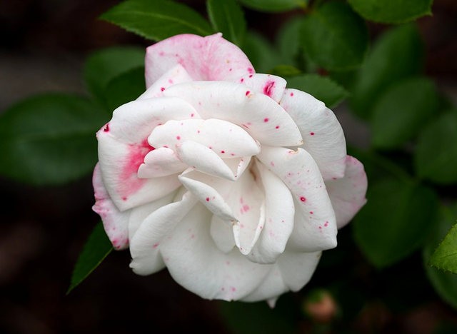 玫瑰花不同朵数代表什么花语,不同颜色玫瑰花花语和寓意一样吗