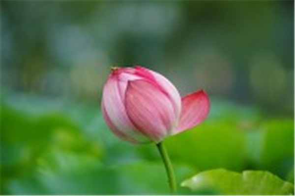 春天的古诗大全100首二年级,小学二年级下册古诗必背70首