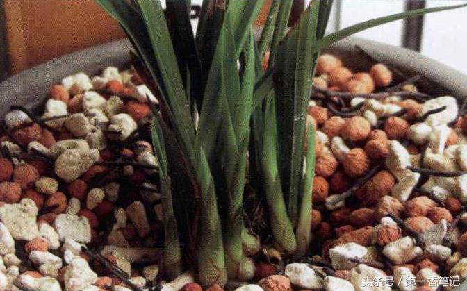 兰草镰刀菌,养兰病虫害防治技巧