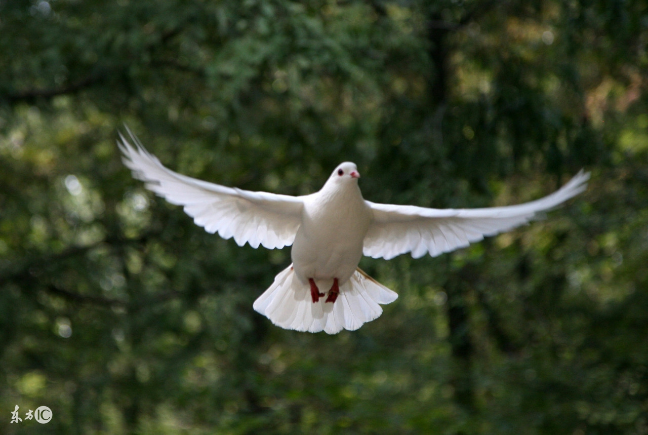 养鸽一般几种粮食配料,养鸽最忌讳的食物