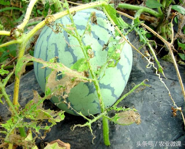 西瓜被“青虫”啃了怎么办?快看这些药剂