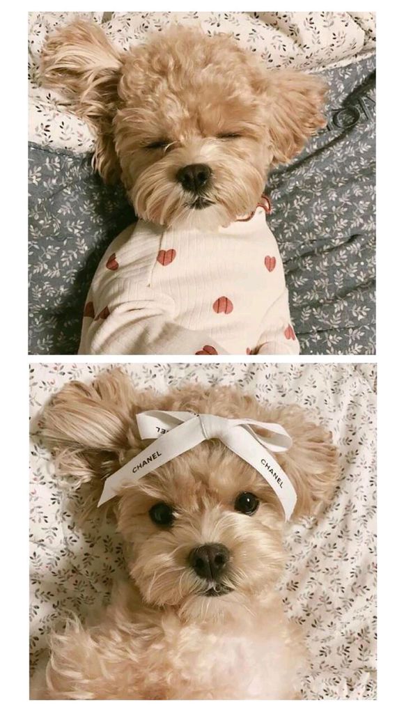 iphone唯美壁纸女神,苹果锁屏壁纸高清唯美美女