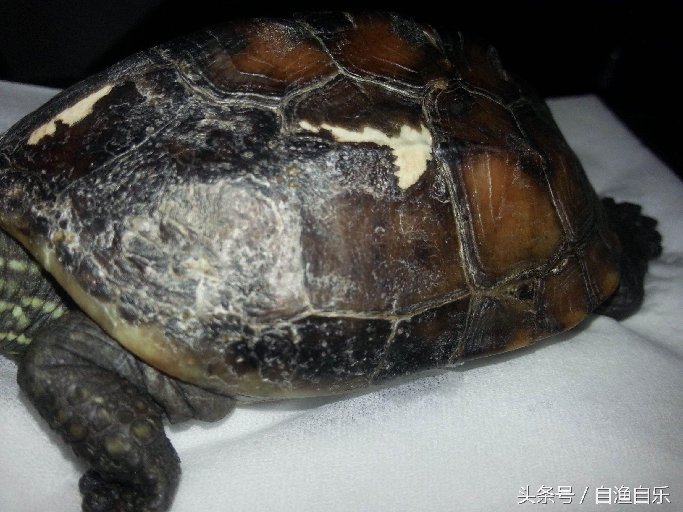 常见龟病的防治-腐甲烂甲