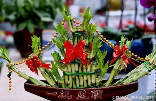 转运富贵竹放家里什么位置最好,财神位桌子上能摆放一枝富贵竹吗