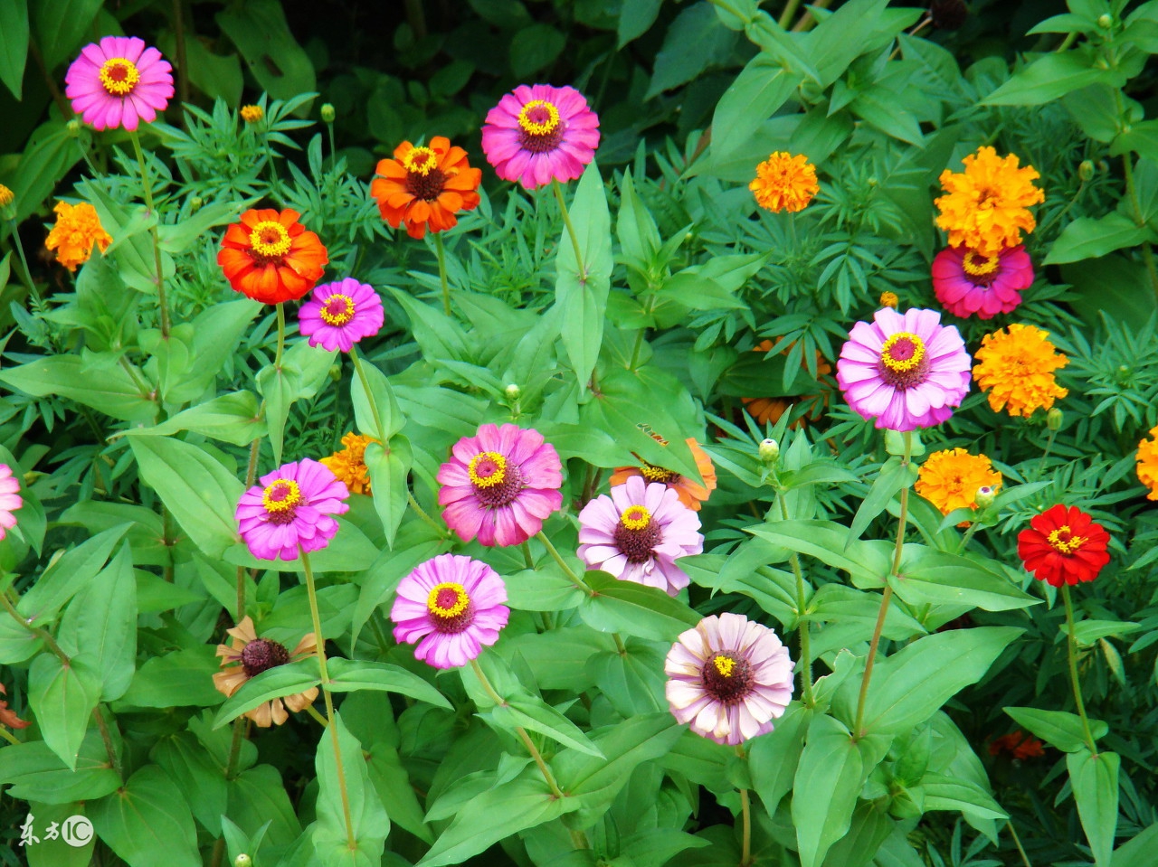 懒人种植观赏花草,适合夏季种植的懒人花草