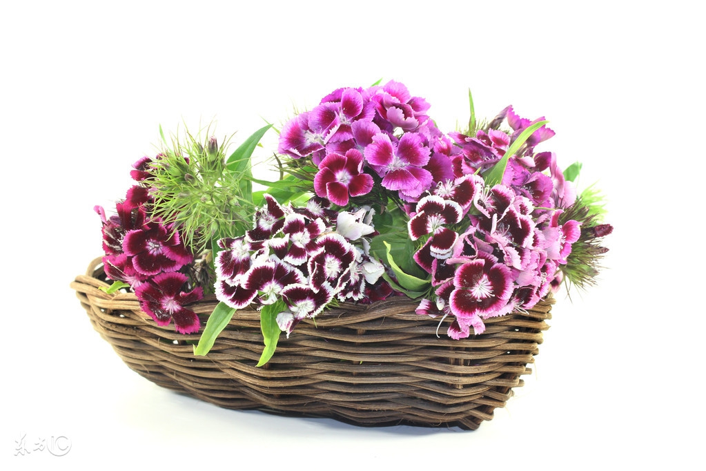 懒人种植观赏花草,适合夏季种植的懒人花草