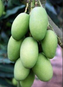 芒果有多少种品种图片,芒果有多少品种