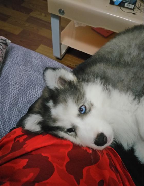 想着弄个三把火的二哈，回家却越看越奇怪，这是闪*狗电**？