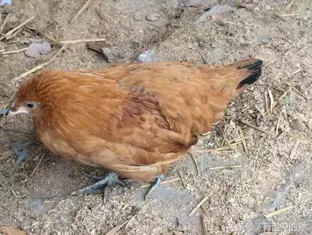 你养的鸡子出现软脚的多吗?鸡软脚病的防治措施分享