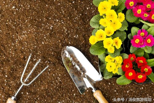 教你如何种植好花卉,夏季适合种植的花卉