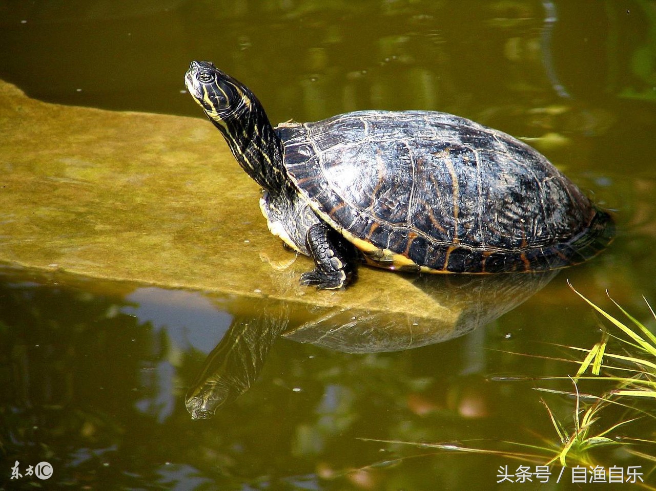 草龟要放多少水养啊,草龟最适宜的饲养水位是多少