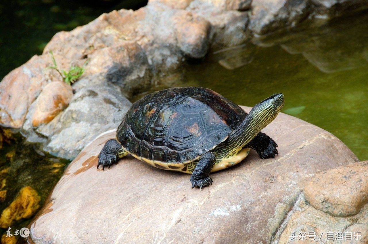 草龟要放多少水养啊,草龟最适宜的饲养水位是多少