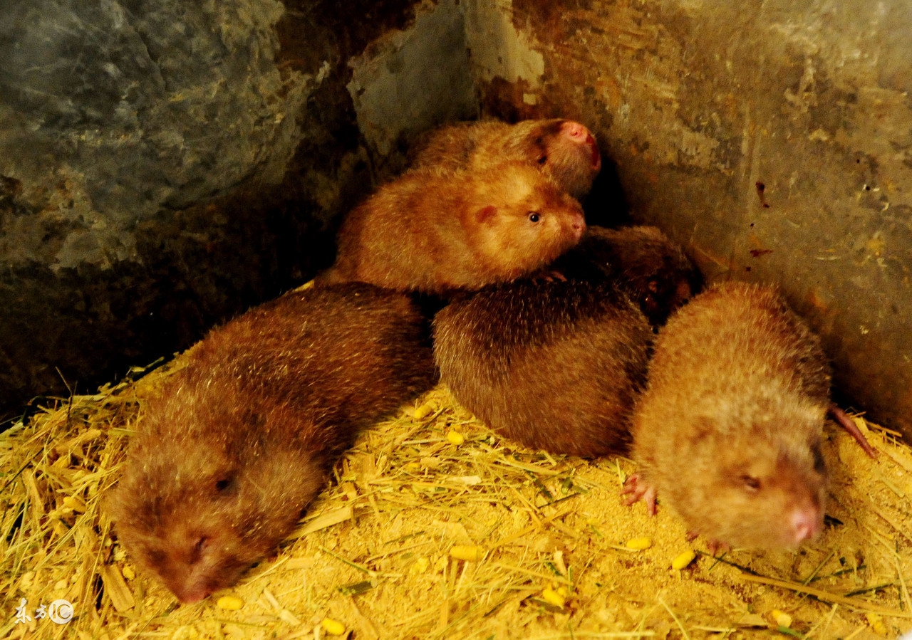 竹鼠能发财致富吗,未来几年养竹鼠前景怎么样