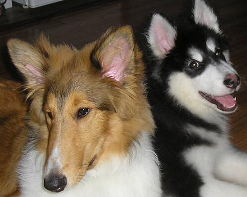 如何挑选阿拉斯加幼犬,怎样挑选阿拉斯加幼犬