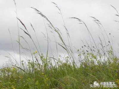 新疆散文的气质,关于赞美边疆建设者的散文
