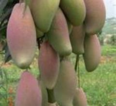 芒果有多少种品种图片,芒果有多少品种