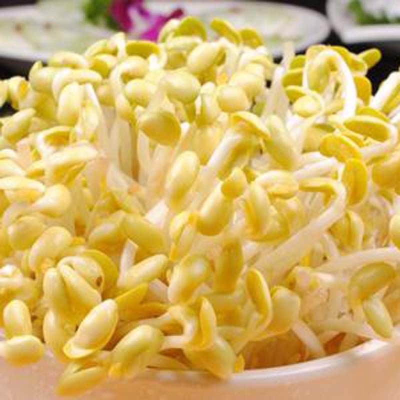 豆芽根腐病用什么药,豆芽病害