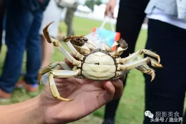 中国的螃蟹,螃蟹大赏的图片