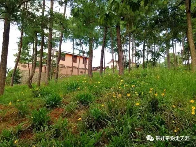 带孩子丽江自驾游,宝妈开着车带熊孩子兜风文案