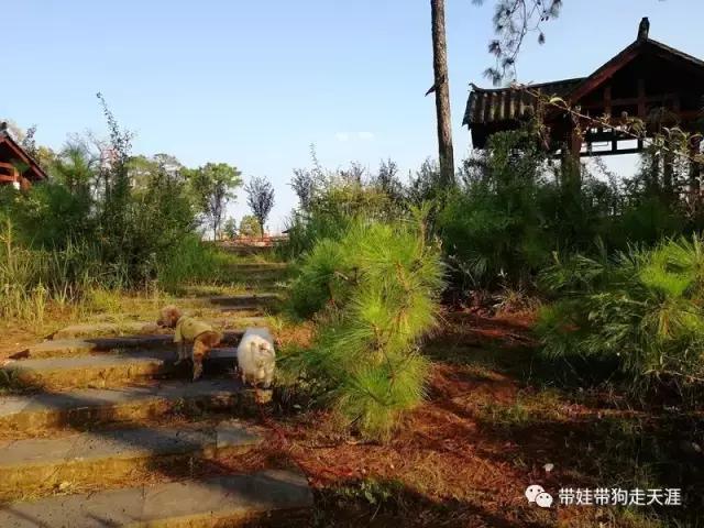 带孩子丽江自驾游,宝妈开着车带熊孩子兜风文案