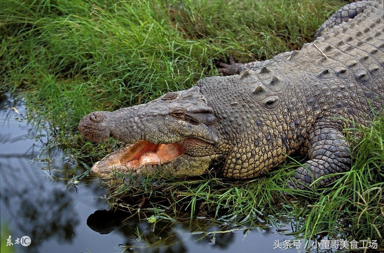 武汉一烧烤店推出烤鳄鱼，一天能卖3到5条，鳄鱼肉究竟是啥滋味？