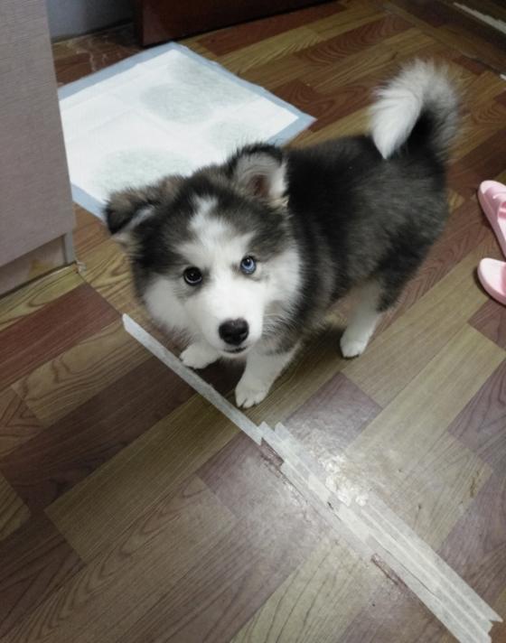 想着弄个三把火的二哈，回家却越看越奇怪，这是闪*狗电**？