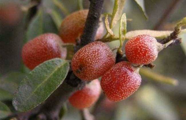 盘点世界上的奇特的水果,世界最奇葩罕见的20种水果