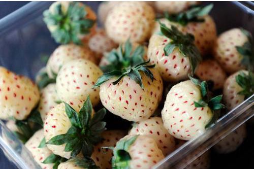 盘点世界上的奇特的水果,世界最奇葩罕见的20种水果