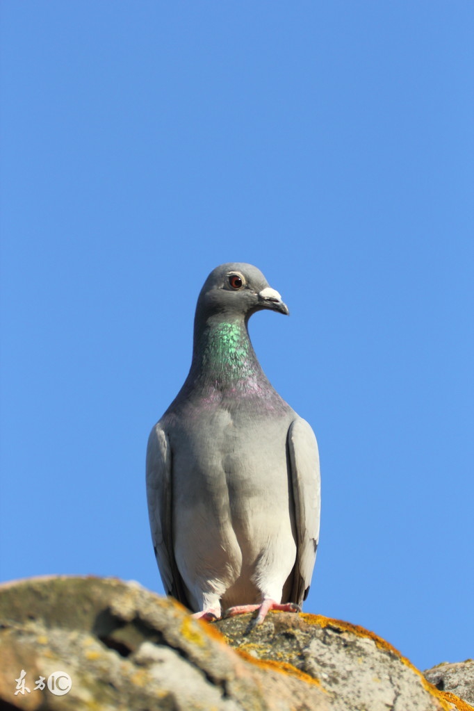养鸽一般几种粮食配料,养鸽最忌讳的食物