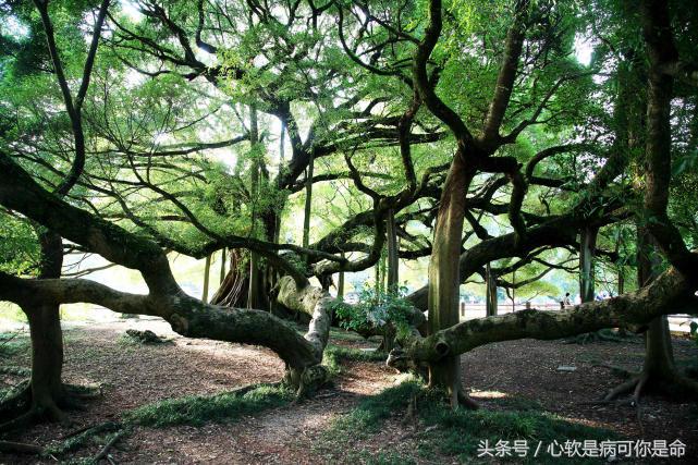 阳朔世外桃源真的美,阳朔美得那么平静