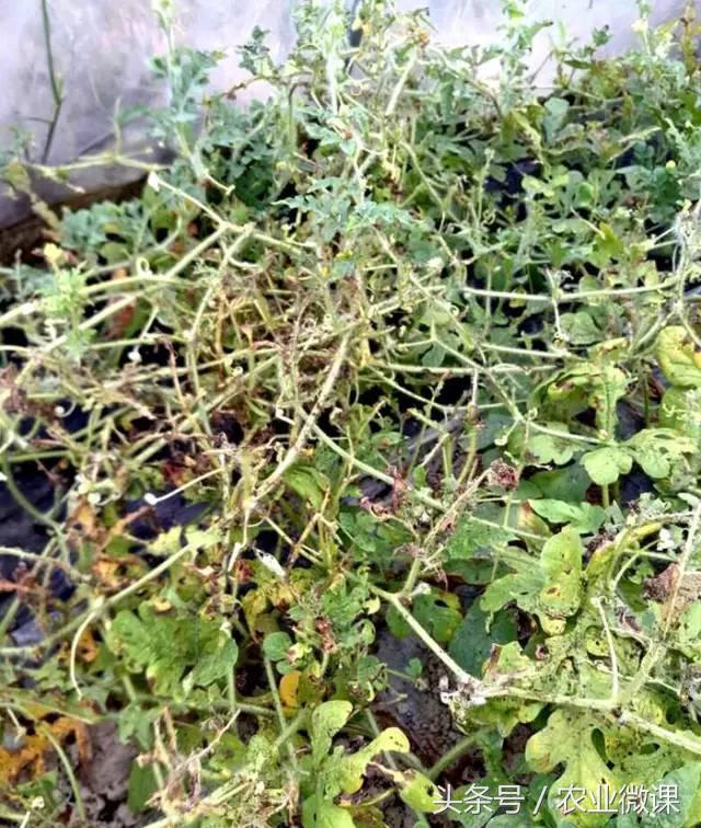 西瓜被“青虫”啃了怎么办?快看这些药剂