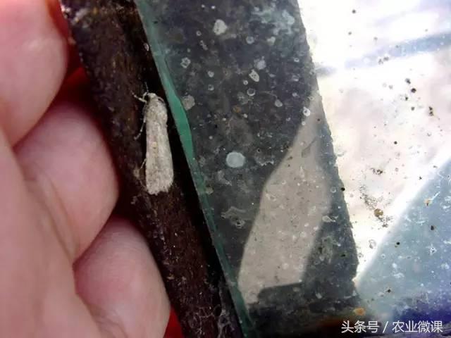 西瓜被“青虫”啃了怎么办?快看这些药剂